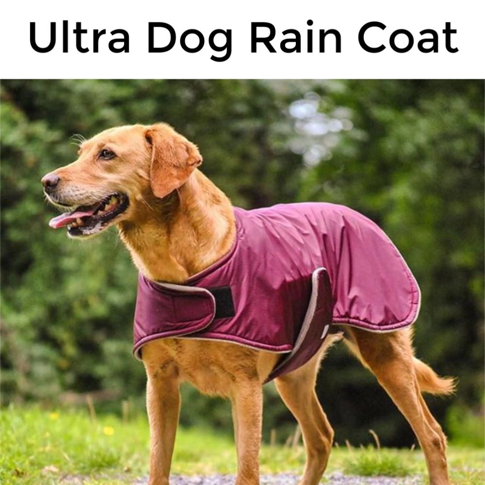 Reasons your dog might need a raincoat